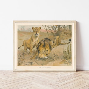Lions 1902 Lithograph Illustration  | Fine Art Print