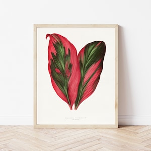 Dracaena Leaf Botanical Lithograph 1865 Illustration | Fine Art Print