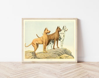 Great-Danes Dog Portrait | 1919 Book Illustration Art Print