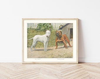 Bull Terrier & English Bulldog 1919 Lithograph Illustration | Fine Art Print