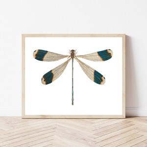 Dragonfly 1813, Fine Art Print