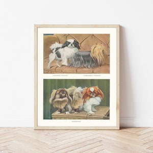 Pekingese, Yorkshire Terrier Yorkie, & Japanese Chin Dogs 1919 Lithograph Illustration Fine Art Print image 1