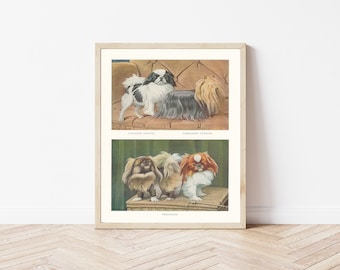 Retrato de pequinés, yorkshire terrier y perro chin japonés, 1919, ilustración litográfica/impresión artística