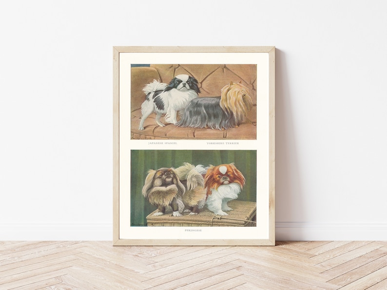 Pekingese, Yorkshire Terrier Yorkie, & Japanese Chin Dogs 1919 Lithograph Illustration Fine Art Print image 1