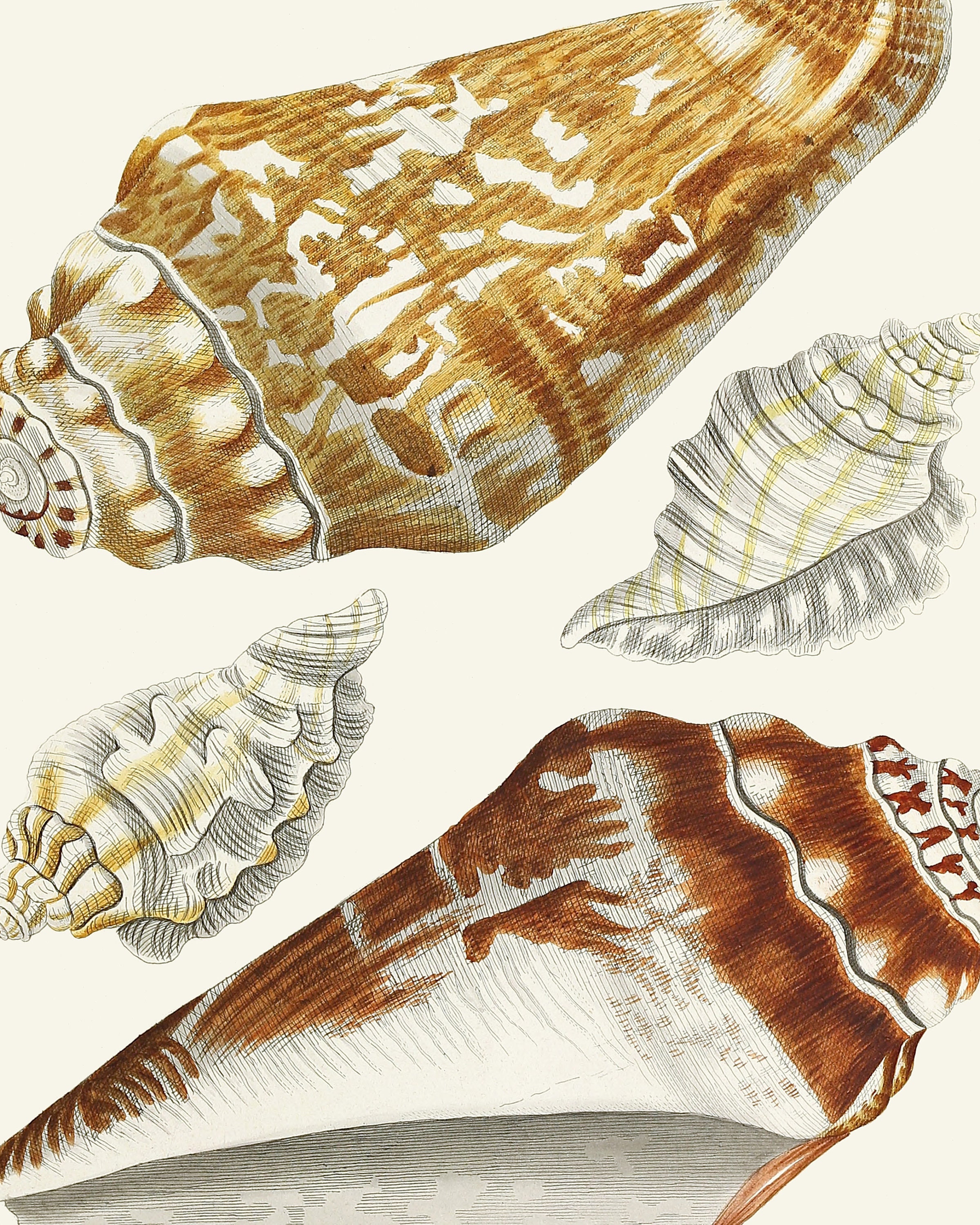 Sea Shells Conch Shells 1845 Lithograph Illustration | Fine Art