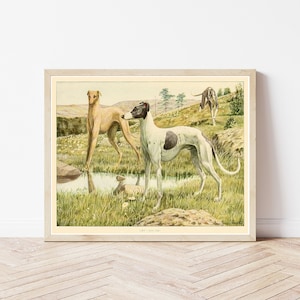 Greyhound Dogs Portrait 1919 Book Illustration | Fine Art Print