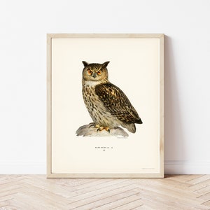 Owl 1929 Lithograph Illustration | Fine Art Print