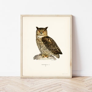 Owl 1929 Lithograph Illustration Fine Art Print image 1