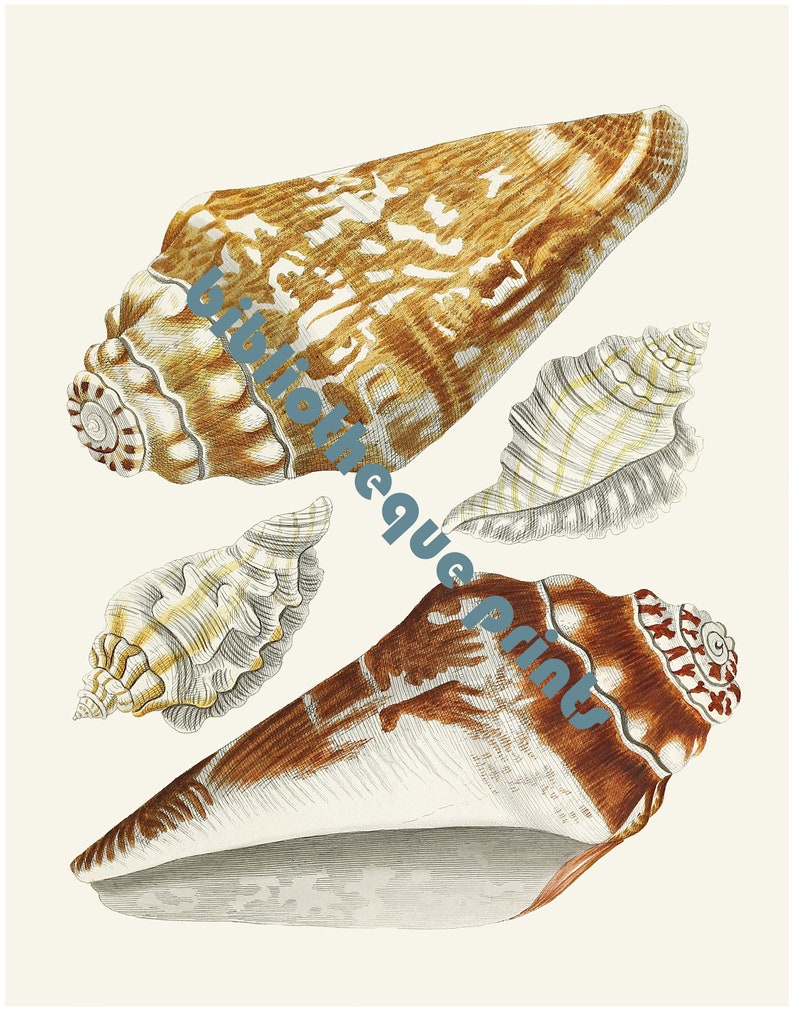 Sea Shells Conch Shells 1845 Lithograph Illustration | Fine Art Print ...