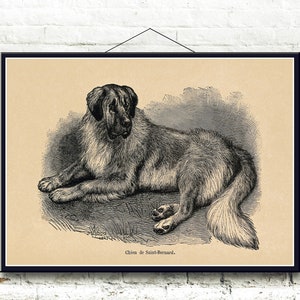 St Bernard Dog 1855 Fine Art Print image 2