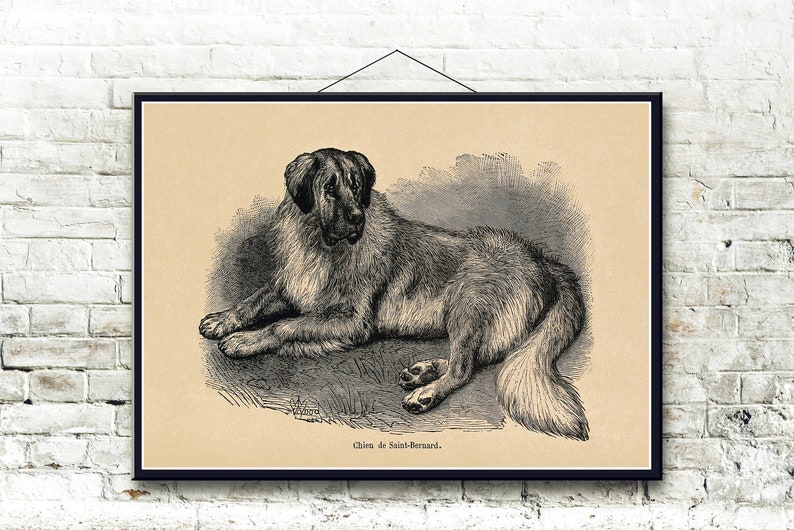 St Bernard Dog 1855 Fine Art Print image 2