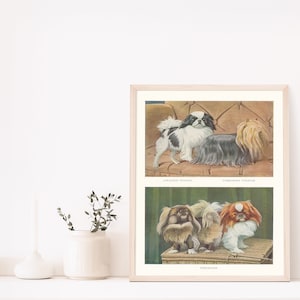 Pekingese, Yorkshire Terrier Yorkie, & Japanese Chin Dogs 1919 Lithograph Illustration Fine Art Print image 5