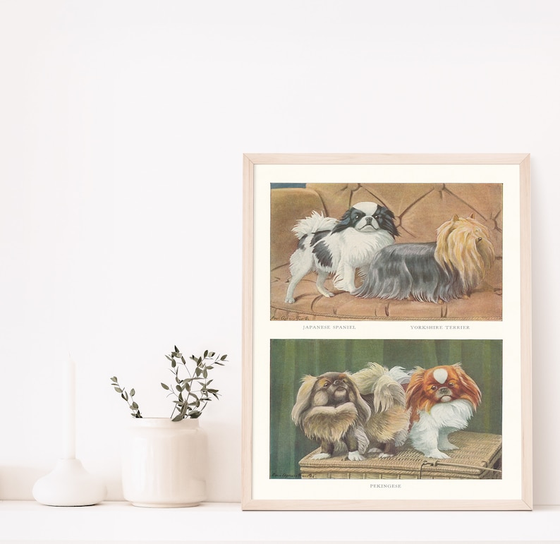 Pekingese, Yorkshire Terrier Yorkie, & Japanese Chin Dogs 1919 Lithograph Illustration Fine Art Print image 5