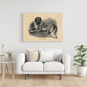 St Bernard Dog 1855 Fine Art Print image 4