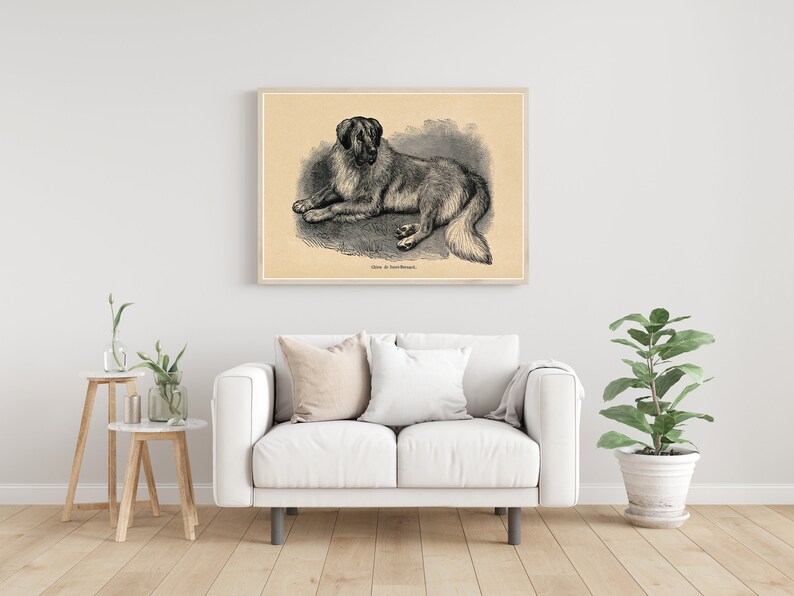 St Bernard Dog 1855 Fine Art Print image 4