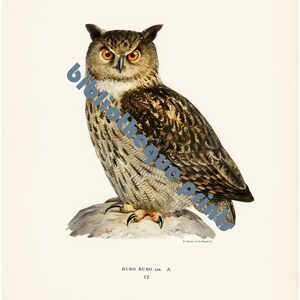 Owl 1929 Lithograph Illustration Fine Art Print image 2