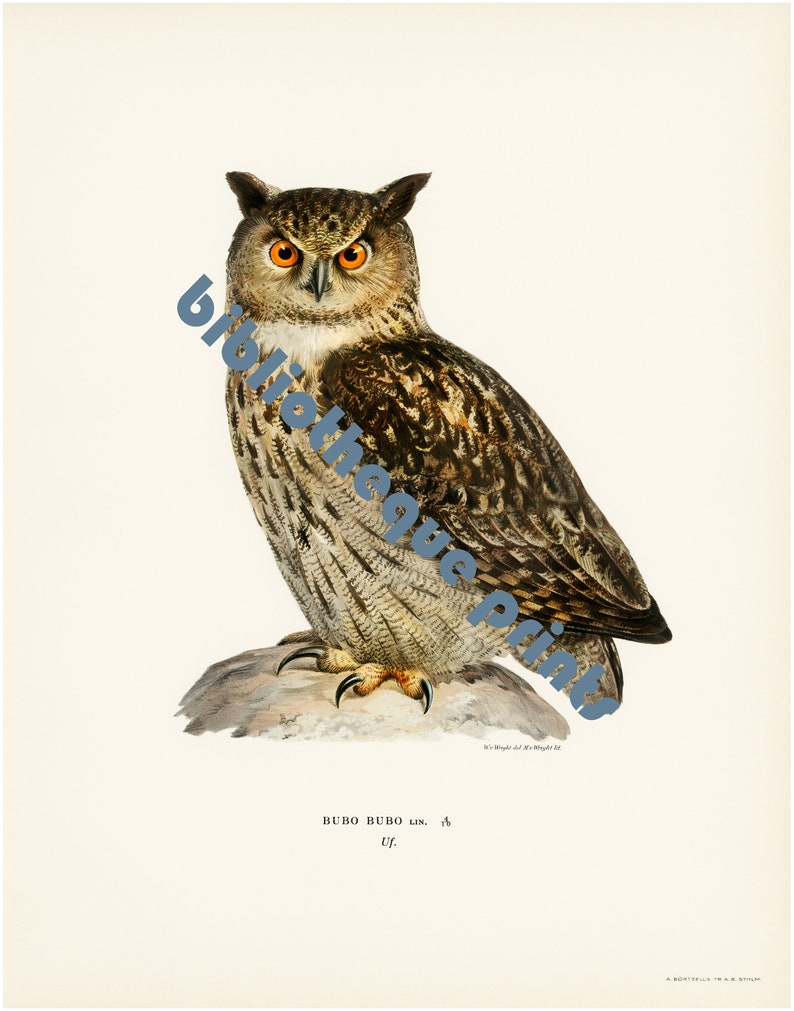 Owl 1929 Lithograph Illustration Fine Art Print image 2