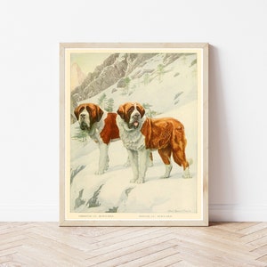 St Bernard Dogs 1919 Book Illustration | Fine Art Print