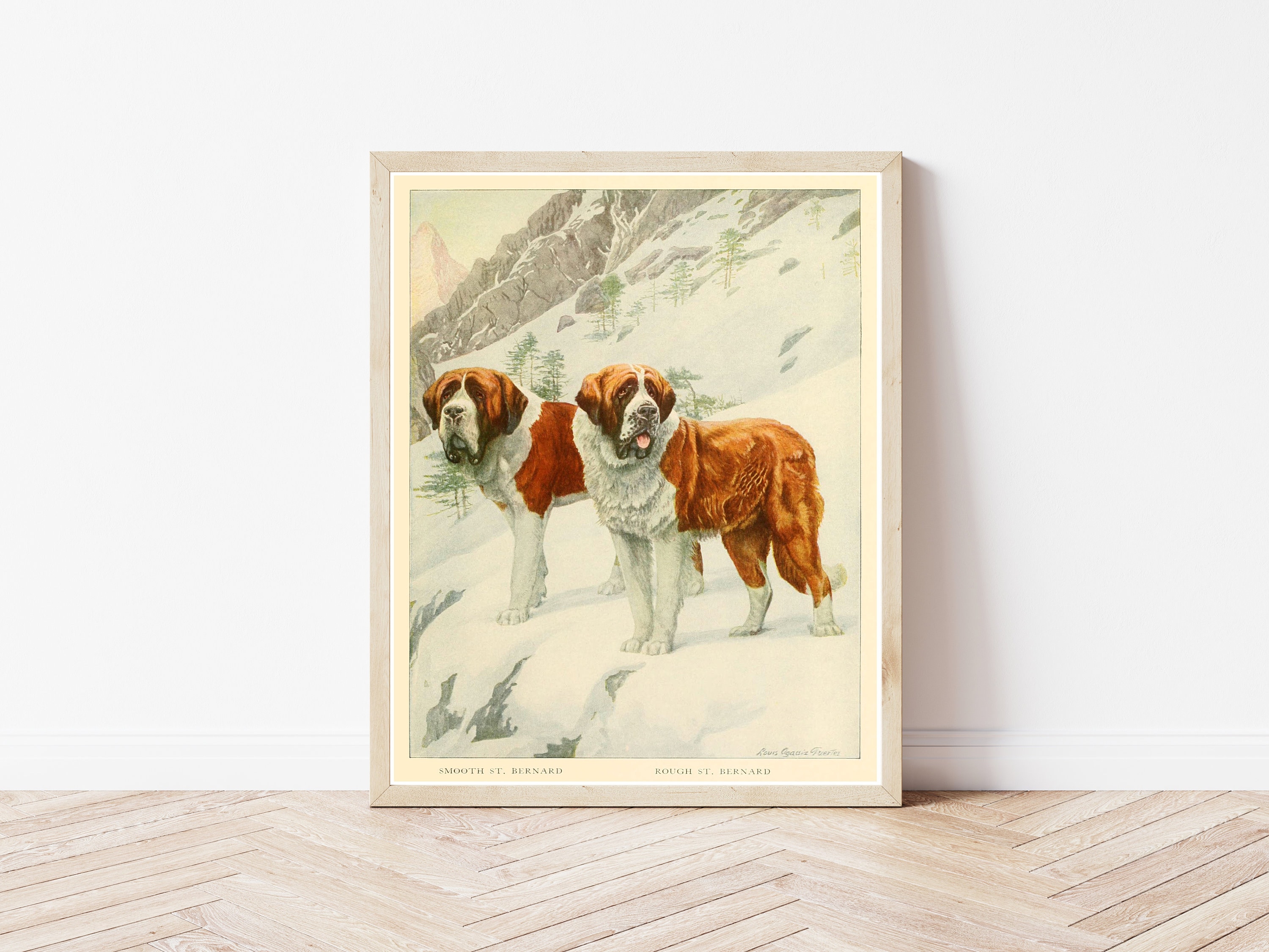 St Bernard Dogs 1919 Book Illustration | Fine Art Print - Etsy