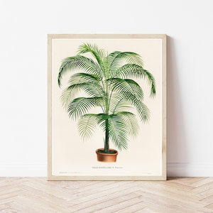 Palm Tree 1875 Botanical Illustration | Fine Art Print