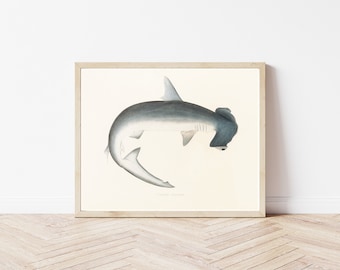 Hammerhead Shark Circa 1850 Lithograph Illustration | Fine Art Print