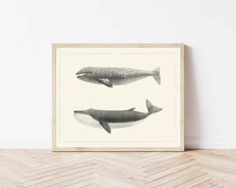 Whales 1872 Fine Art Print