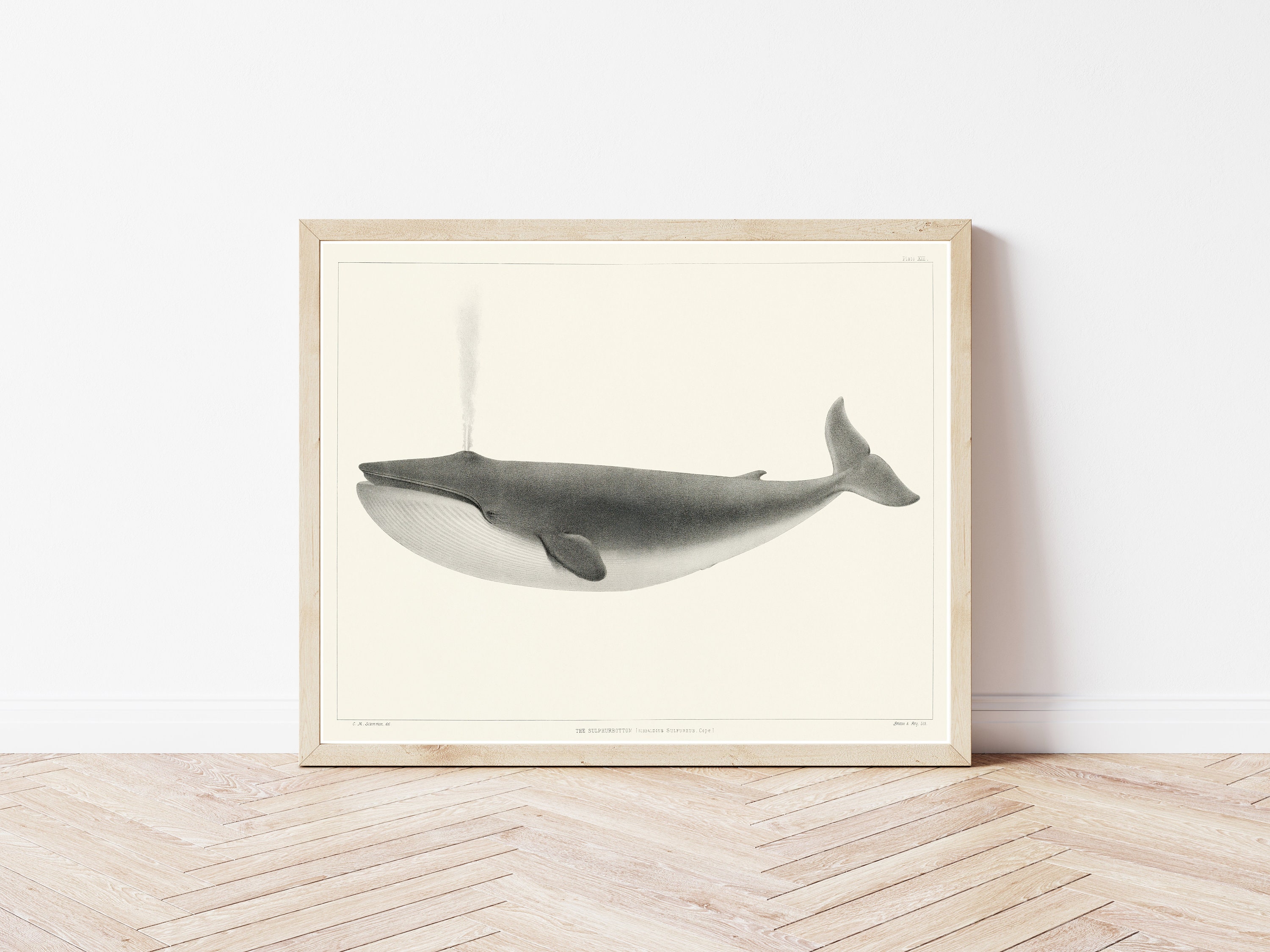 クジラ 1872年 自然史書籍の挿絵 | ファインアートプリント - Etsy 日本