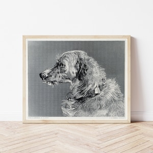 Scottish Deerhound Dog Portrait Circa 1850 Engraving Illustration | Fine Art Print