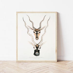 Antelope 1834 Lithograph Illustration | Fine Art Print