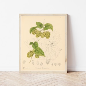 Hops (Common Hops, Humulus lupulus) 1892 Botanical Lithograph Illustration | Fine Art Print
