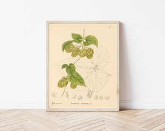 Hopfen (Gemeiner Hopfen, Humulus lupulus) 1892 Botanische Lithographie-Illustration | Fine Art Druck