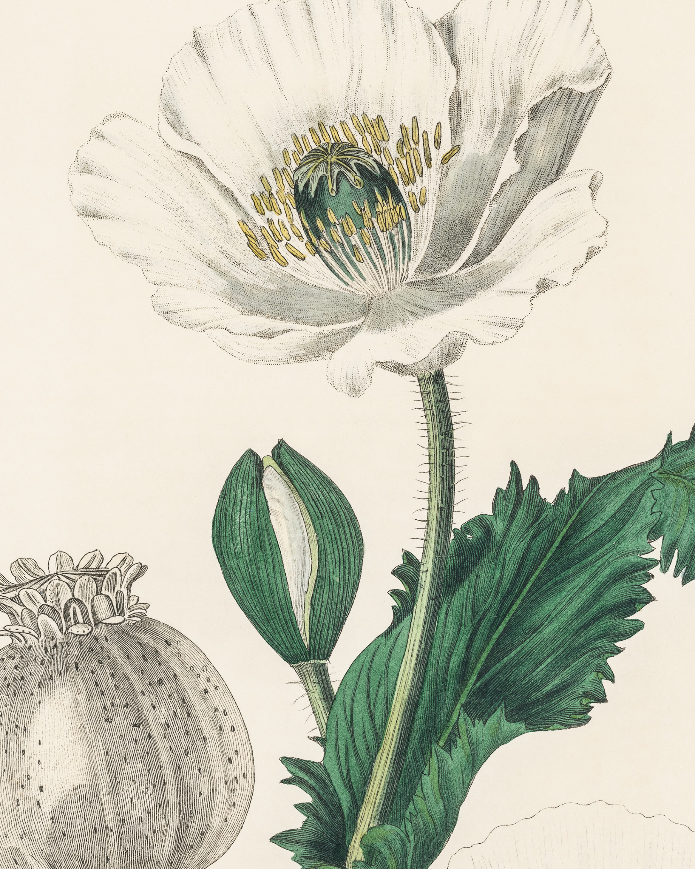 Opium Poppy 1836 Botanical Lithograph | Fine Art Print - Etsy