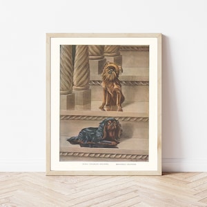 Illustrazione litografica / stampa artistica del 1919 di Griffone di Bruxelles e Spaniel di Re Carlo.