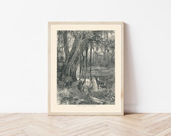 Florida Nature Scene 1890 Engraving Illustration | Fine Art Print