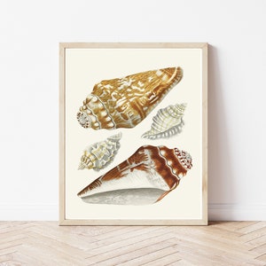 May include: A framed print featuring detailed illustrations of various seashells. The shells are depicted in shades of brown, tan, and white against a cream-colored background. The artwork is encased in a light-colored wooden frame.