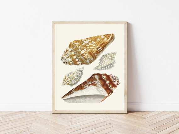 超レア洋書 #5 1842. Schellings Werke. Sea Shells Conch Shells 1845 Lithograph Illustration | Fine Art