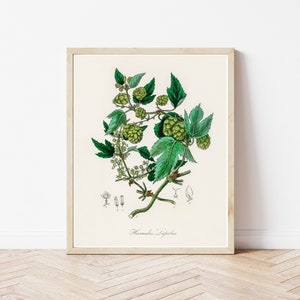 Hops (Common Hops, Humulus lupulus) 1836 Botanical Lithograph | Fine Art Print