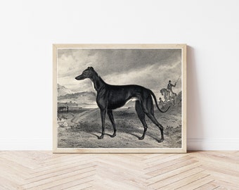 Greyhound Circa 1850 Engraving, Fine Art Print