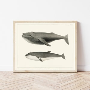 Humpback & Minke Whales 1872 Natural History Book Illustration | Fine Art Print