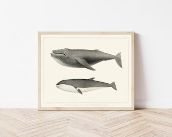 Whales 1872 Fine Art Print