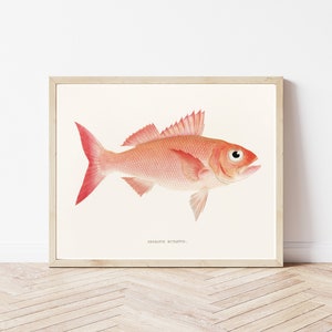 Tropical Fish Circa 1850 Lithograph Illustration | Fine Art Print