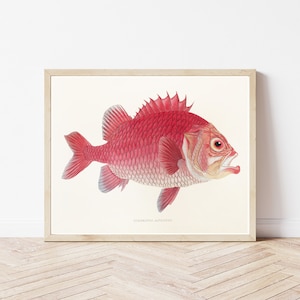 Tropical Fish Circa 1850 Lithograph Illustration | Fine Art Print