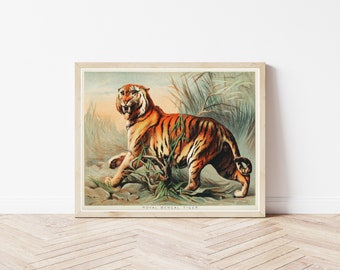 Tiger Lithograph 1880, Fine Art Print