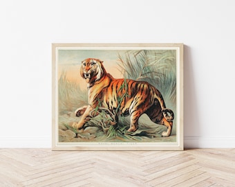 Growling Tiger 1880 Lithograph Illustration | Fine Art Print