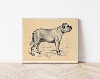 Mastiffhund 1855 Bokillustration | Konsttryck