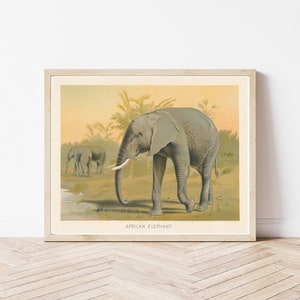 African Elephant 1902 Lithograph Illustration  | Fine Art Print