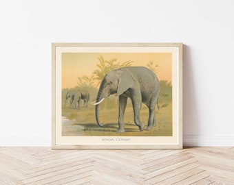 African Elephant 1902 Lithograph Illustration  | Fine Art Print