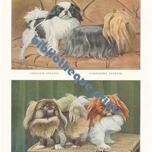 Pekingese, Yorkshire Terrier Yorkie, & Japanese Chin Dogs 1919 Lithograph Illustration Fine Art Print image 2