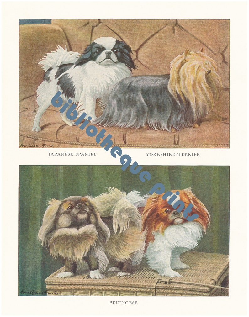 Pekingese, Yorkshire Terrier Yorkie, & Japanese Chin Dogs 1919 Lithograph Illustration Fine Art Print image 2