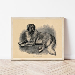 St Bernard Dog 1855 Engraving Illustration | Fine Art Print